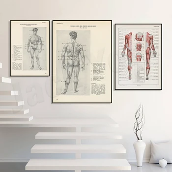 Винтажный принт с анатомией болевых точек 1950-х годов, медицинское давление на мышцы 1962 года, Антикварный плакат с анатомией Ху, Медицинское настенное искусство, Медицинский Gif